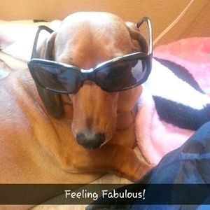 Meet your Posher, Casey